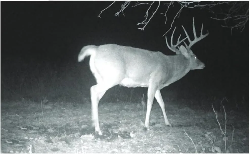Stealth Cam Prevue 26 Hunting 26 MP & 720P Video Trail Camera with 2.4" Color TFT Screen, 80ft Detection & IR Range - Combo Available